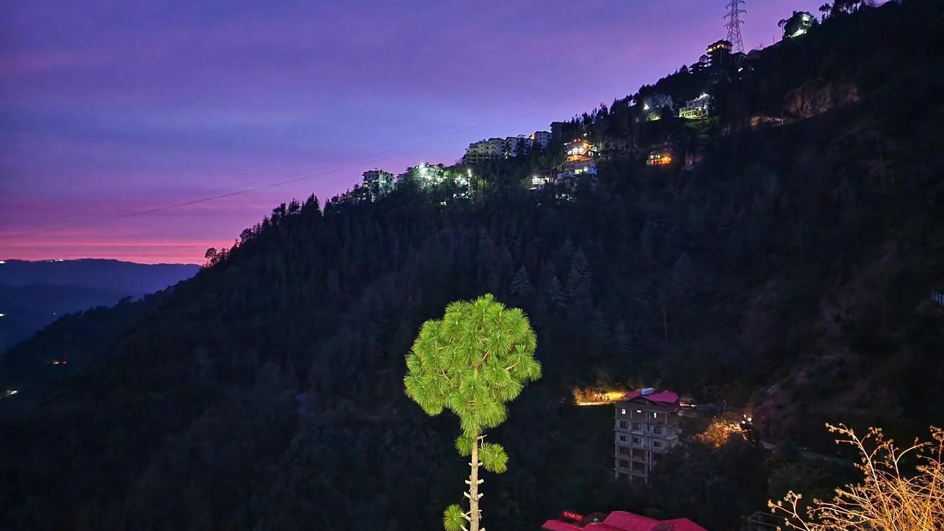 Royal Cedar Bnb Simla